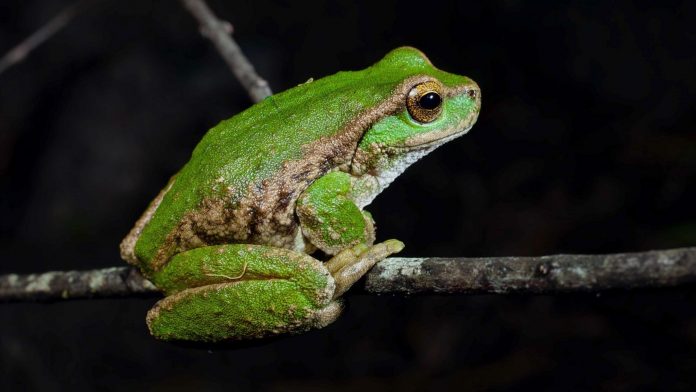 FritzFrog Botnet is Back With More Capabilities and Targets